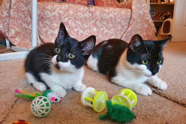 Young cat and disabled kitten thriving against all odds