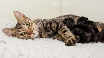 Newborn kittens suckling on adult tabby cat