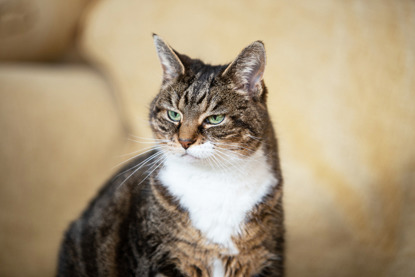 brown tabby-and-white cat in front of blurred yellow background