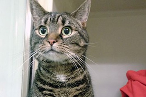 Cat Guardians service finds Elsa a new home