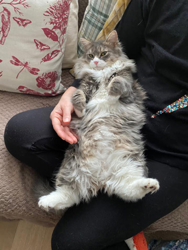 long-haired grey-and-white cat lying on its back on human's lap