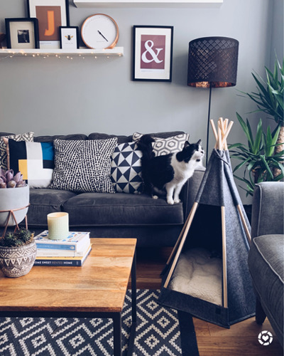 black-and-white cat standing on grey sofa and sniffing grey cat tipi