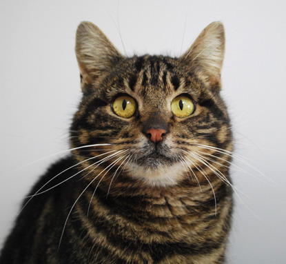 brown tabby cat with yellow eyes in front of white background