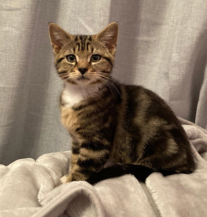 brown tabby kitten sitting on grey blanket