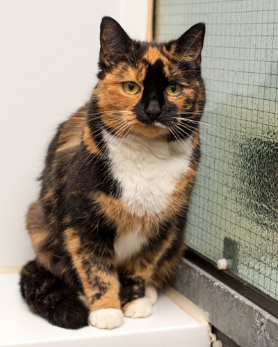 tortoiseshell-and-white cat