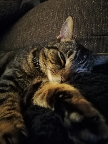 brown tabby cat lying on sofa