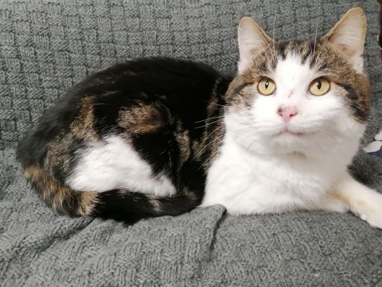 Oak the cat Cats Protection tabby cat laying on grey blanket