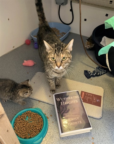 Emily Bronte Wuthering Heights book in front of a tabby cat and kitten