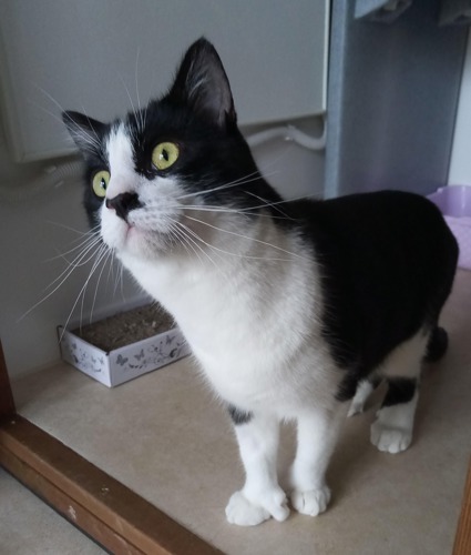 black-and-white polydactyl cat with extra toe visible on front paw