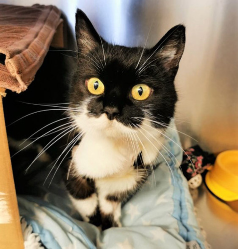 black-and-white cat with yellow eyes