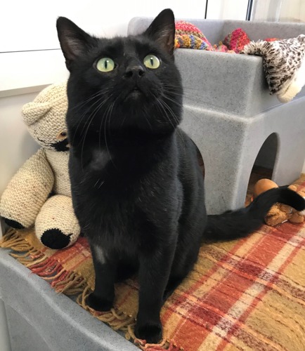 Black cat sitting inside cat pen