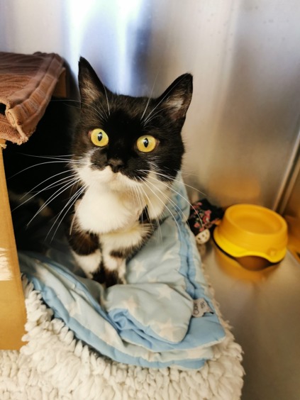 Cats Protection Downham Louise black and white cat with yellow eyes in a pen