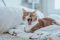 A ginger and white cat yawning on bed