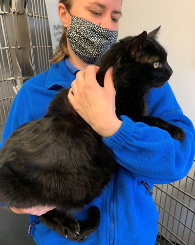 woman wearing blue fleece and spotty face mask holding overweight black cat