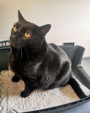 Cats Protection Colin the black and white cat sitting in cat carrier looking up