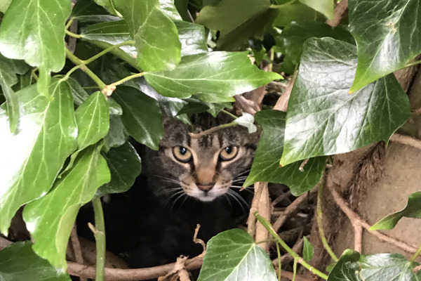 Nest of newborn kittens rescued from up a tree