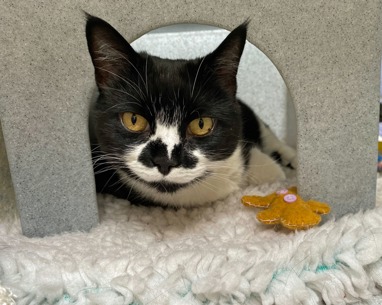 Black and white cat smudge looking at the camera from a pen; please credit Cats Protection