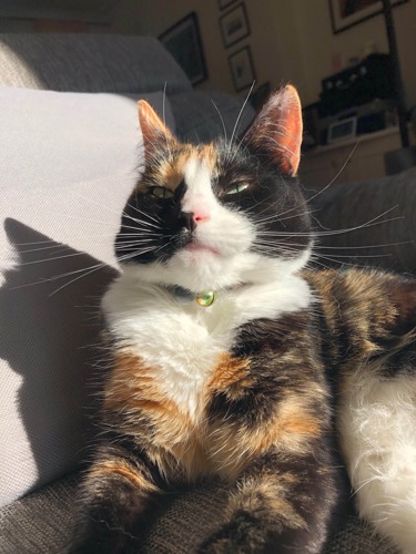 tortoiseshell-and-white cat sitting in the sunshine