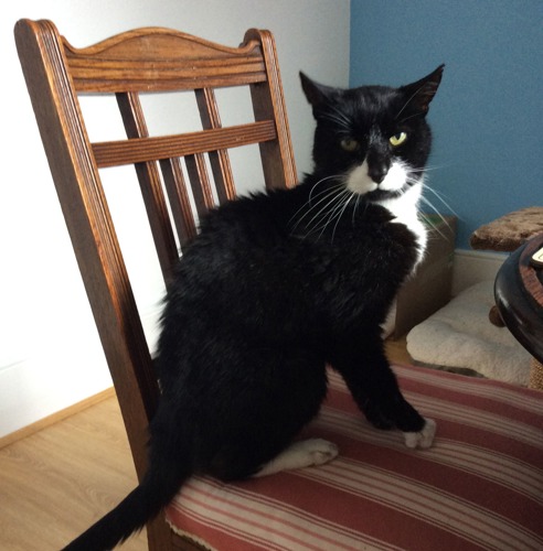 Black-and-white cat sat on dining chair with stripy red cushion and wooden back