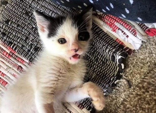 white-and-black kitten lying on multicoloured rug