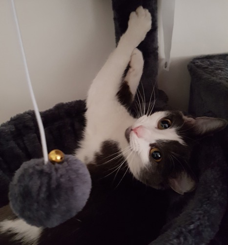 black-and-white cat scratching a scratching post