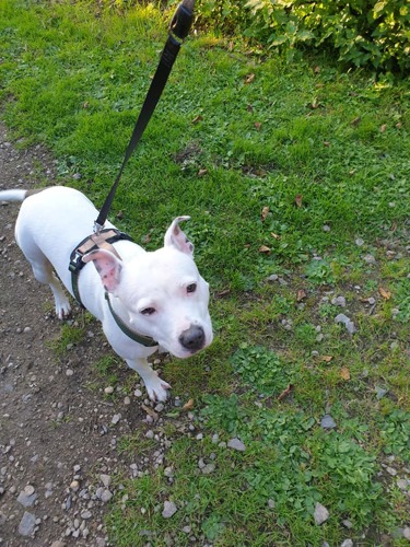 white dog on lead standing on green grass