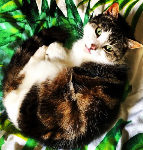 brown tabby-and-white cat lying on sheet with green leaf pattern