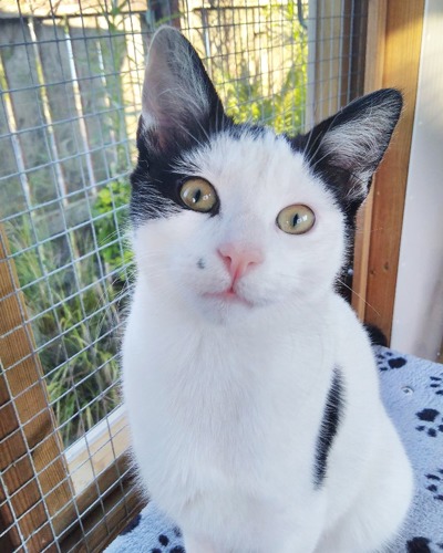 white-and-black cat in cat pen