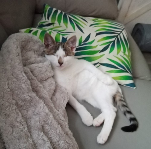 tabby-and-white cat with no eyes lying on sofa with grey blanket and leaf-print cushion