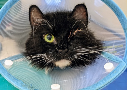 long-haired black-and-white cat with one eye wearing plastic cone collar