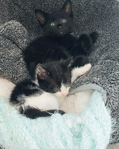 black-and-white and black kitten lying on fleecy cat beds