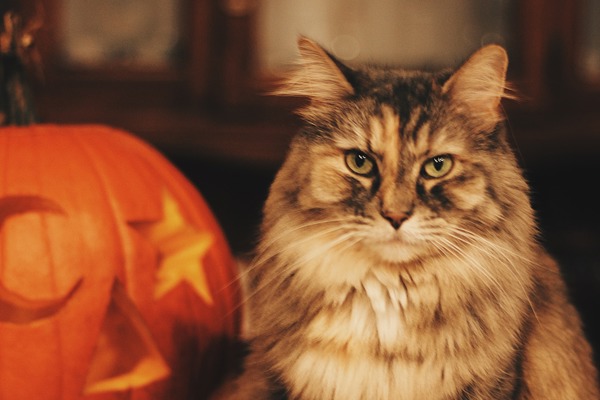 5 ways to keep your cat safe at Halloween