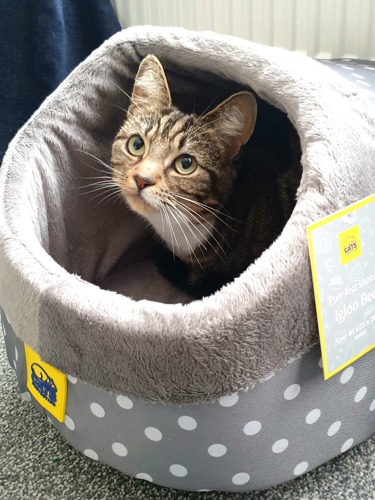 brown tabby-and-white cat sat inside greay polka dot Cats Protection donut cat bed