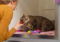 brown tabby cat in a cat pen being stroked by a woman in a yellow jumper