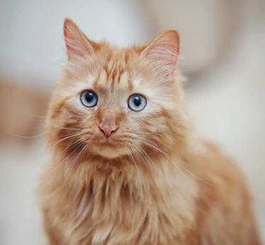 Long-haired ginger cat