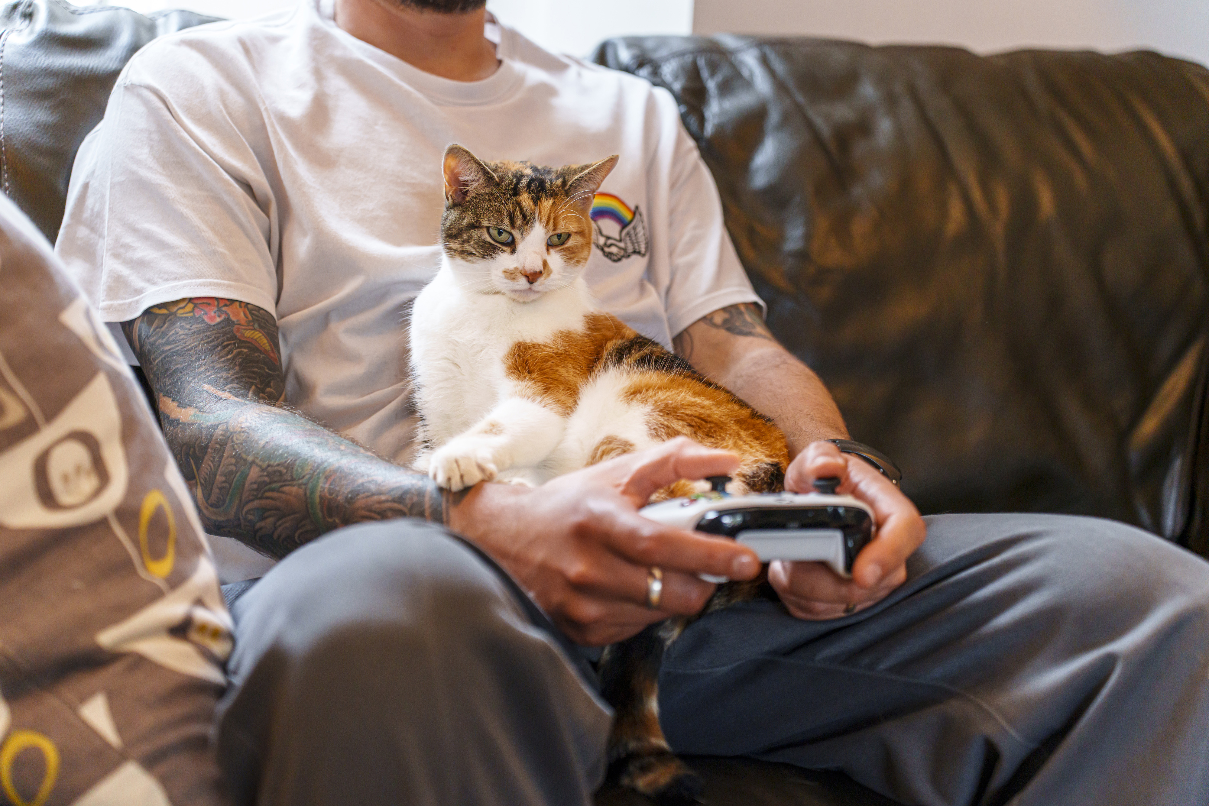 Cat Dads are the UK's most eligible bachelors, Valentine expert claims