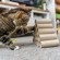 A brown tabby cat sticking their paw into a pyramid of cardboard toilet roll tubes