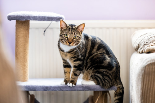 brown tabby cat sat on a cat tower