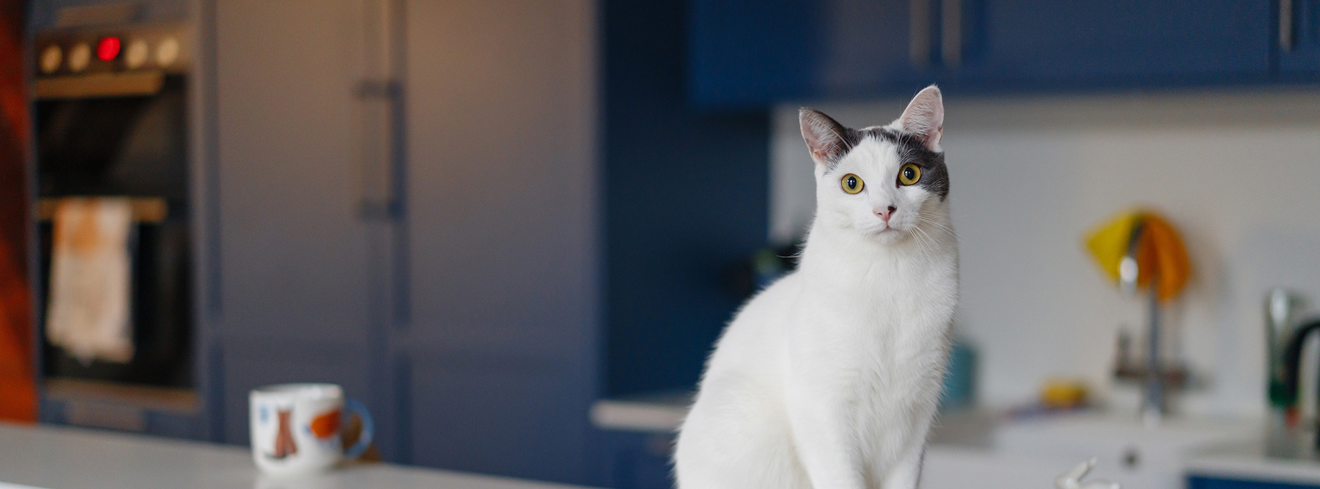 Cats and human foods