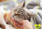 A brown tabby kitten being stroked under the chin with the Pet Health Club IVC logo