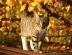 Light grey tabby next to tree in Autumn.