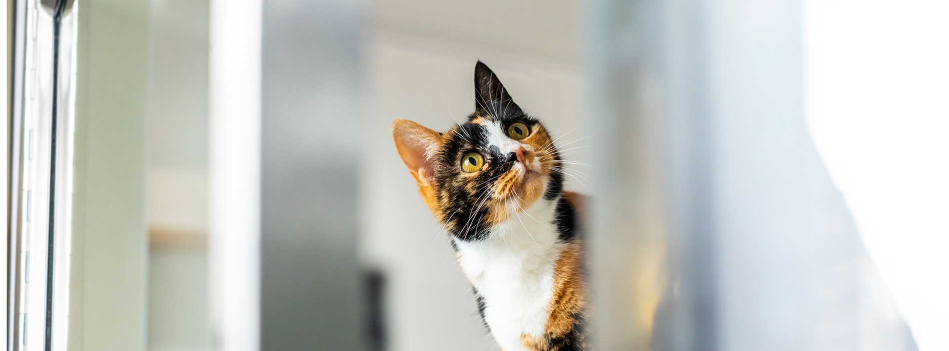 Getting a cat