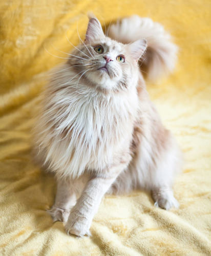 Long-haired light-ginger cat standing on a yellow fleece blanket