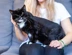 Black-and-white cat sat on a woman's lap being stroked behind the ear