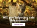 IG 25 736 2025 Autumn Cash Appeal Web Banner