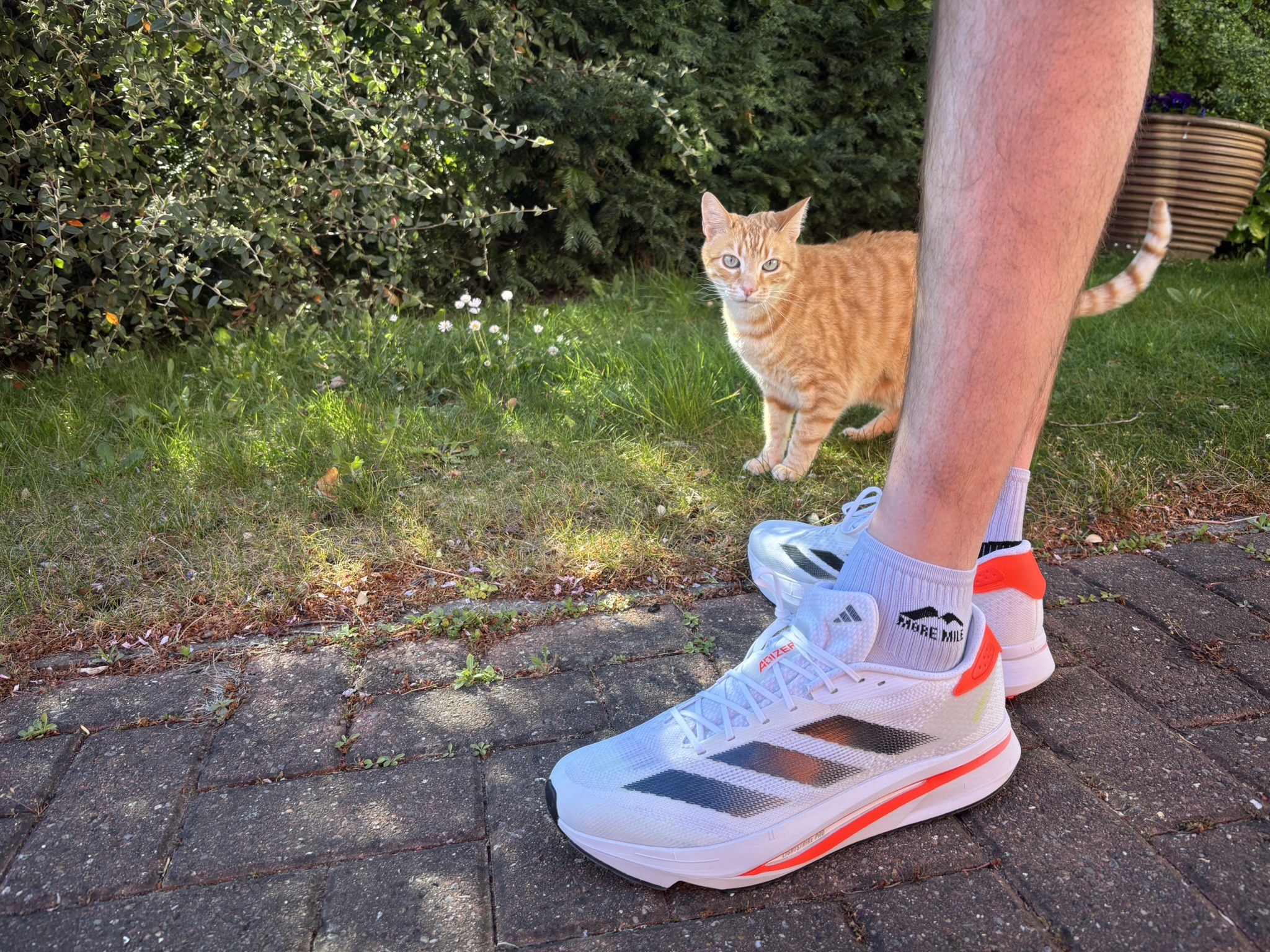 Register your own run for cats