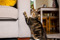 brown tabby-and-white cat scratching a grey sofa