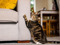 brown tabby-and-white cat scratching a grey sofa