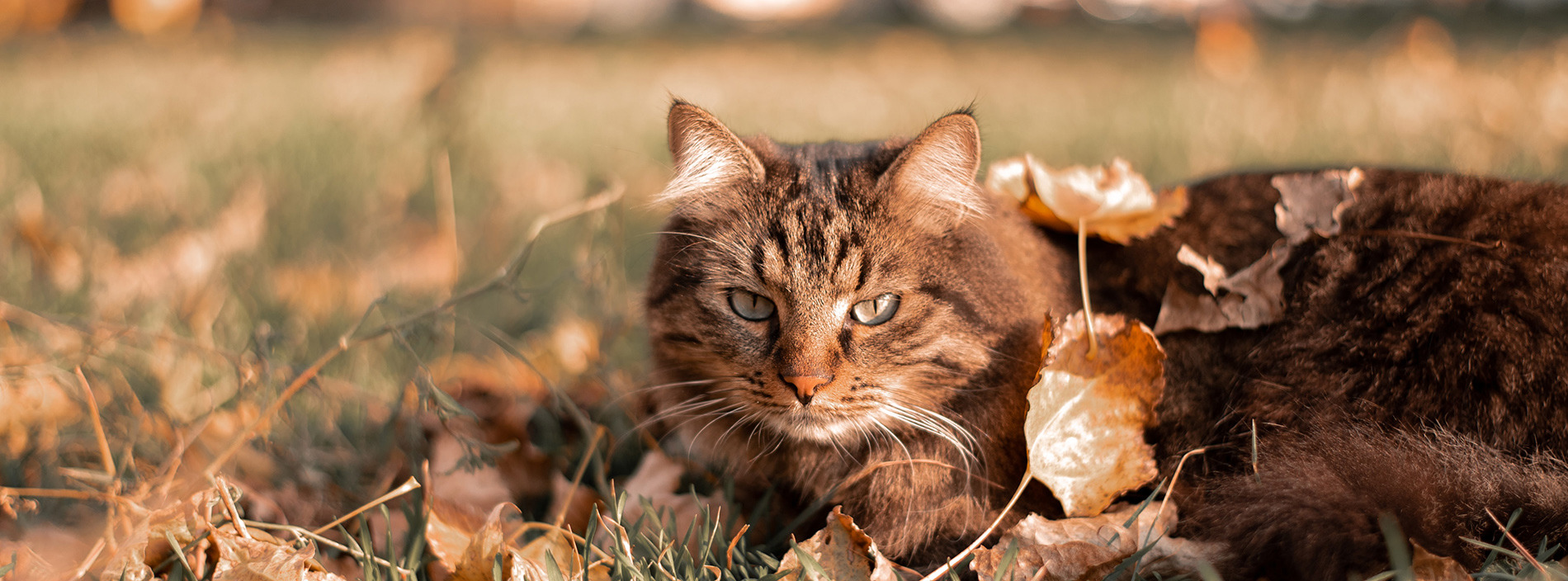 Advice for local authorities: best practices for handling a dead cat