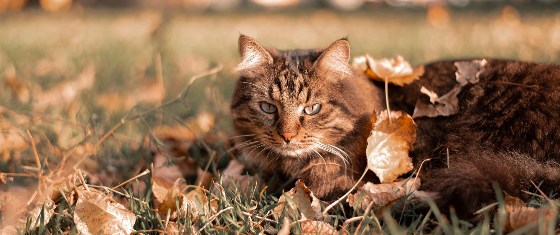 Advice for local authorities: best practices for handling a dead cat